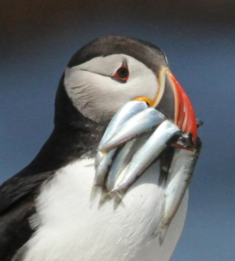 Photo by Stephen Kress Atlantic Herring is the heaviest of the fish fed to puffin chicks and therefore carries more nutrition per fish than