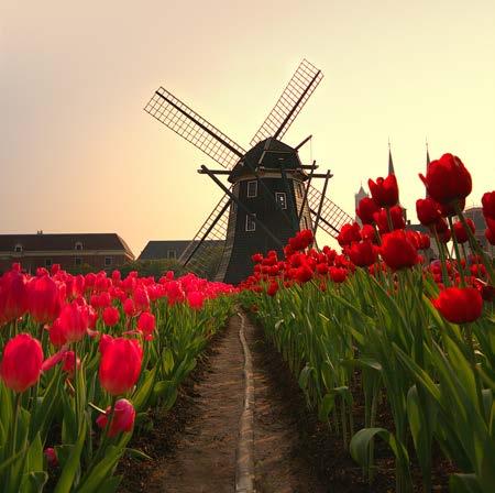 Departures March April Amsterdam, The Netherlands 10 Days TULIPS & WINDMILLS AMSTERDAM TO ANTWERP River Duchess or River Princess UNIQUELY UNIWORLD: Embark on a classic tulip time experience.