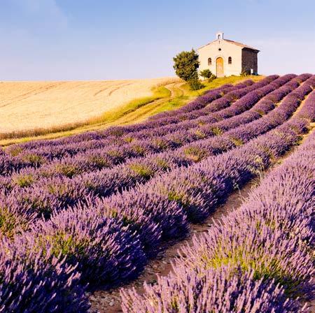 bars, Notre Dame cathedral and more. Provence, France Departures March November 15 Days GRAND FRANCE PARIS 