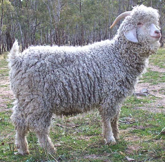 What product is produced from this breed of goat?