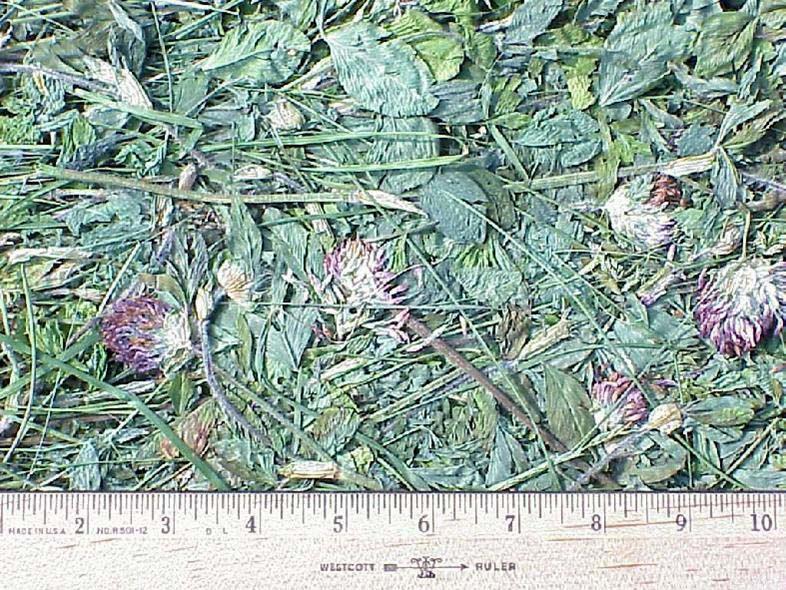 Name this Feedstuff.! A. A Red Clover Hay! B.