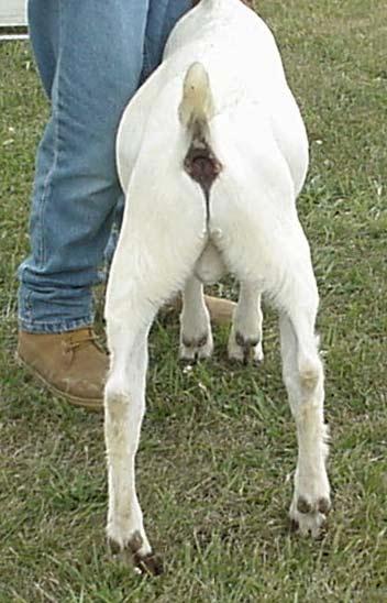 What is wrong with this goats rear legs?! A. A Cow hocked!