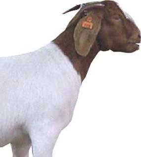 Which goat is