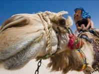 3 Wadi Rum Today we travel south along the Desert Highway to Wadi Rum and the extraordinary desert scenery.