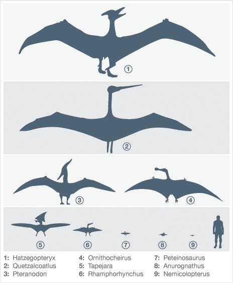 Not all Pterosaurs had a tail for navigation. These flying reptiles used their hind legs to help steer and for take off.