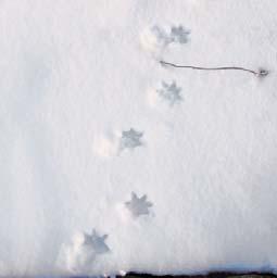 5 Here are some common tracks you may see in your yard.