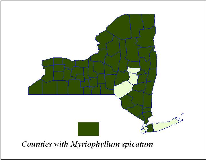 Table 2. Locations in New York State with Eurasian watermilfoil (Myriophyllum spicatum). Highlighted lakes are new reports for 2008.