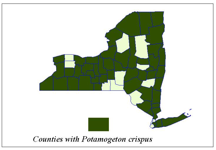 Table 4. Locations in New York State with Curly-leaf Pondweed (Potamogeton crispus). Highlighted lakes are new reports for 2008.