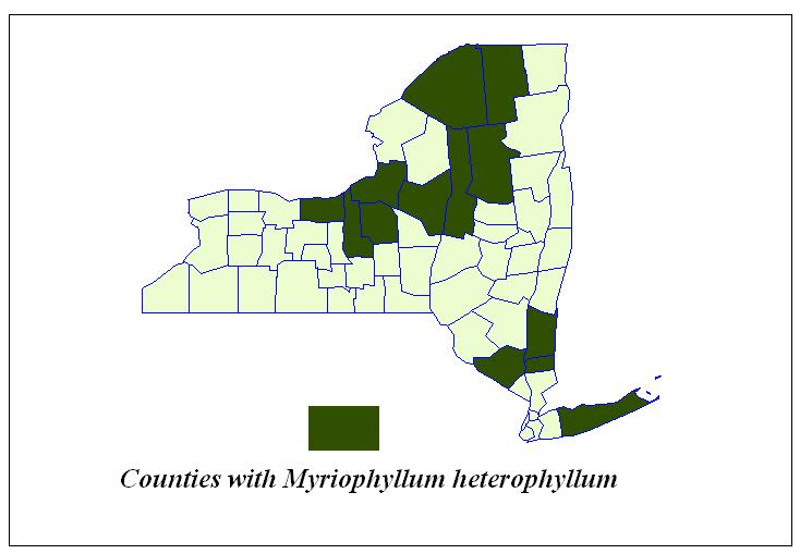 Figure 5. New York State counties with Variable Milfoil (Myriophyllum heterophyllum). Table 7. Locations in New York State with European Frogbit (Hydrocharis morsus-ranae).