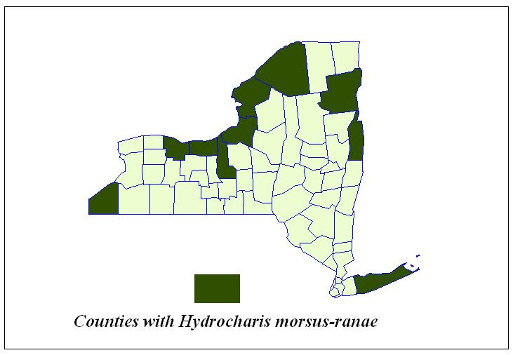 Table 7. Locations in New York State with European Frogbit (Hydrocharis morsus-ranae). Highlighted lakes are new reports for 2008. Oswegatchie River St.