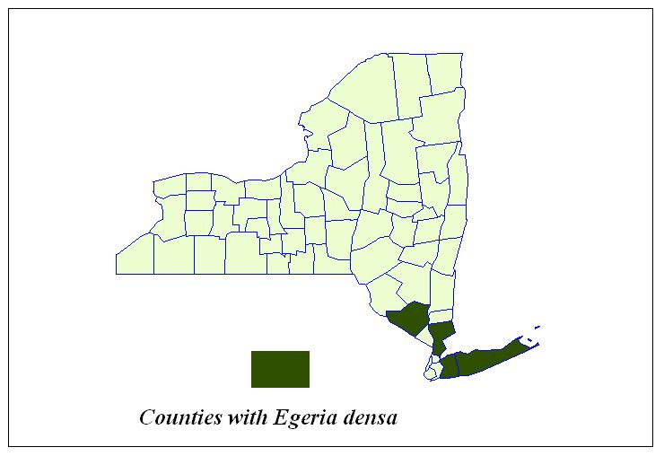 Table 10. Locations in New York State with Brazilian Elodea (Egeria densa). Highlighted lakes are new reports for 2008.