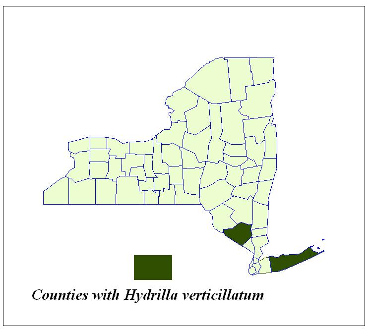 Table 11. Locations in New York State with Hydrilla (Hydrilla verticillatum). Highlighted lakes are new reports for 2008.