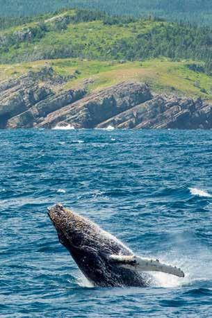 Woody Point Humpback whale breaching Fortress of Louisbourg that led to the birth of the nation of Canada.