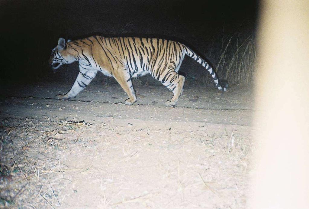 Tiger Id 16