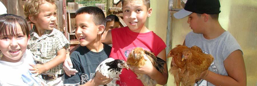 Moises and some campers in the barnyard holding our chickens last summer In the summer we