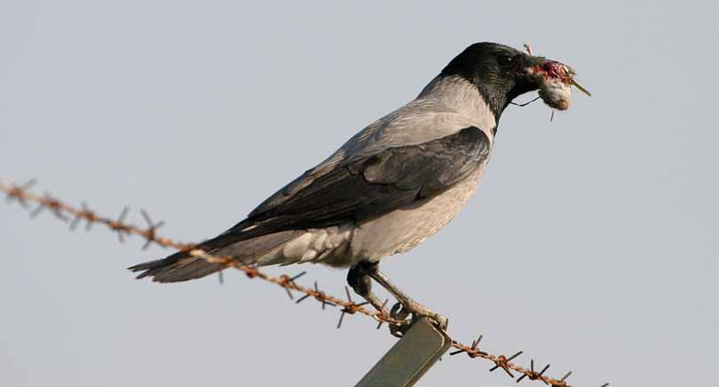 13 13: Vloga sivih vran (Corvus corone) v ekosistemih je veliko bolj raznolika in 1kompleksna, kot jo prikazujejo oškodovanci in zagovorniki nadzora njihove številčnosti.