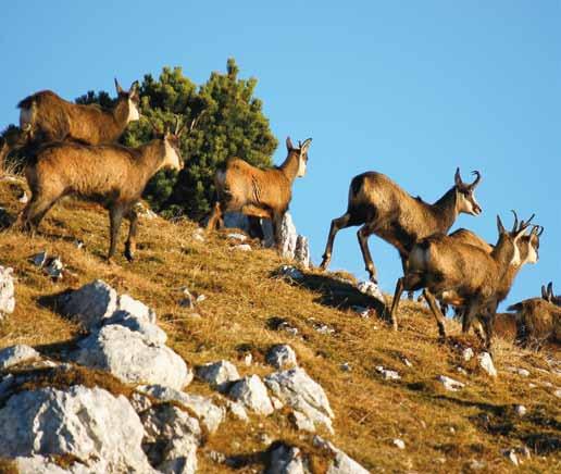 Malo kdo pa ve, da naš nacionalni ponos ne izpolnjuje kriterijev narodnega parka. Triglavski narodni park je razdeljen na tri varstvena območja: prvo, drugo in tretje. Prvo varstveno (6.