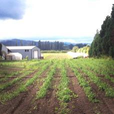 B USINESS FOR SALE $1,400,000 F ARM / AGRI- TAINMENT Bella Organic Farm, Winery & Cidery Sauvie Island - Portland Oregon ORGANIC FARM U-PICK BELLA OREGON DUCK MAZE 15 minutes from downtown Portland!