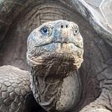 DAY 6: Galapaguera Cerro Colorado & Wizard Hill The most emblematic animal in the archipelago is the Galápagos giant tortoise.