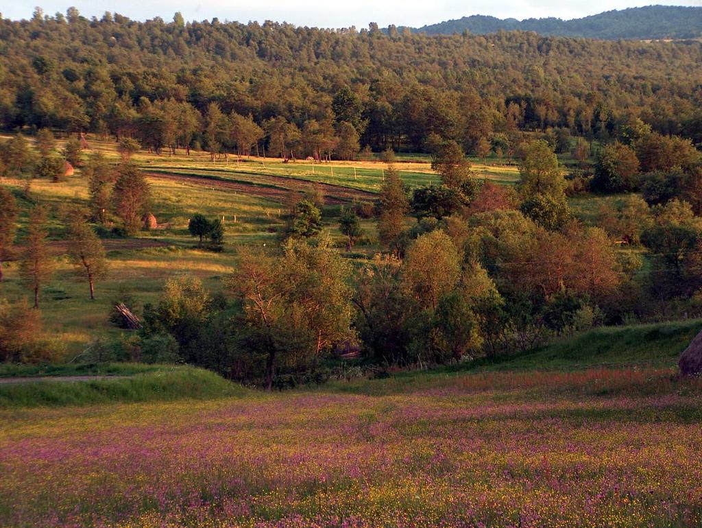 Maramures A new economy to preserve an old landscape We continued our efforts to develop economic mechanisms to maintain the rich landscape and associated ecosystem services in the area of