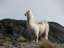 LLAMA (Lama Glama) BOLIVIA/PERU Altiplano multipurpose animals : meat, power, fibers Llama fiber: