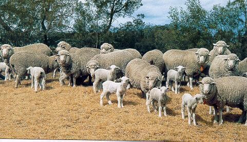 Wool production in the World Countries in the Southern Hemisphere Grazing systems Zones with