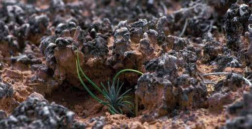 Like trees, biological soil crust prevents erosion, anchoring soil in place and creating a stable environment where seeds can germinate.