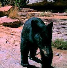 Watch for tracks, droppings, diggings, and other bear signs. Make noise: help bears to avoid you. he above photo was taken by a remote camera in Salt Creek Canyon.