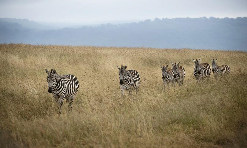 DAY 8 KITELA LODGE NGORONGORO CONSERVATION AREA Beverly Joubert Today you ll pack up and begin the drive into the Ngorongoro Conservation Area with your wildlife viewing continuing as you leave the