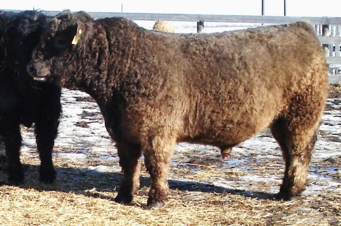 35 cm 16Y stood out in the Dun Gal Herd as a calf Big Deal Galloway s Sale Entry Lot 7: Lot 8: NAME: Big Deal Aray-Xray 32A