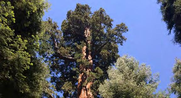 CALIFORNIA Save the Redwoods League PROTECTING THE GIANTS OF GIANT SEQUOIA NATIONAL MONUMENT CAMPAIGN To acquire 160 acres of private property within California s Giant Sequoia
