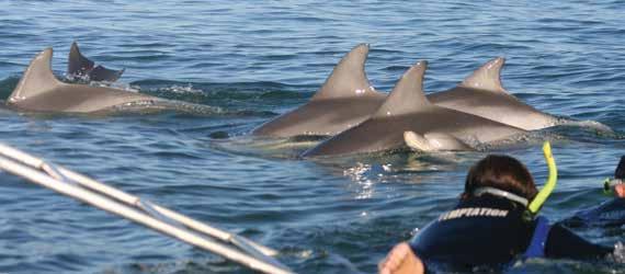 adelaidesightseeing.com.au 15 Temptation Sailing Dolphin Swim $98 $88 per child (9-15 years) TSDS 3.5 hours Daily* 7.20am from Holdfast Shores Marina, Glenelg 11.