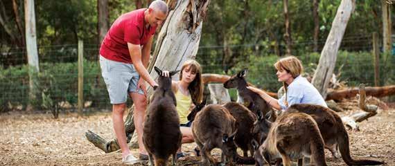adelaidesightseeing.com.au 17 2 Day Best of Kangaroo Island BEST VALUE TOUR From $607.50 per person Twin Share CCCC 2 Days / 1 Night Daily (Apr, Oct to Mar) at 6.45am Adelaide Hotels 10.