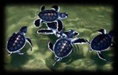 It was established in 1988 to protect Sri Lanka s turtles from extinction. Since then it has released about 3.5 million baby turtles into the wild.