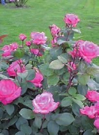 Seveda dolgi deževni dnevi lahko prinesejo tudi bolezni: ena izmed njih je siva plesen, ki na vrtnicah lahko naredi veliko škode. Bolezen se pojavi na odmrlih listih in cvetovih, ki gnijejo.