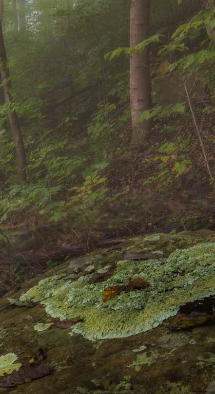 Rock Run Wilderness in the morning mist by Tom Croce Photography Trillium grandiflorum, above; and Trillium erectum, below.