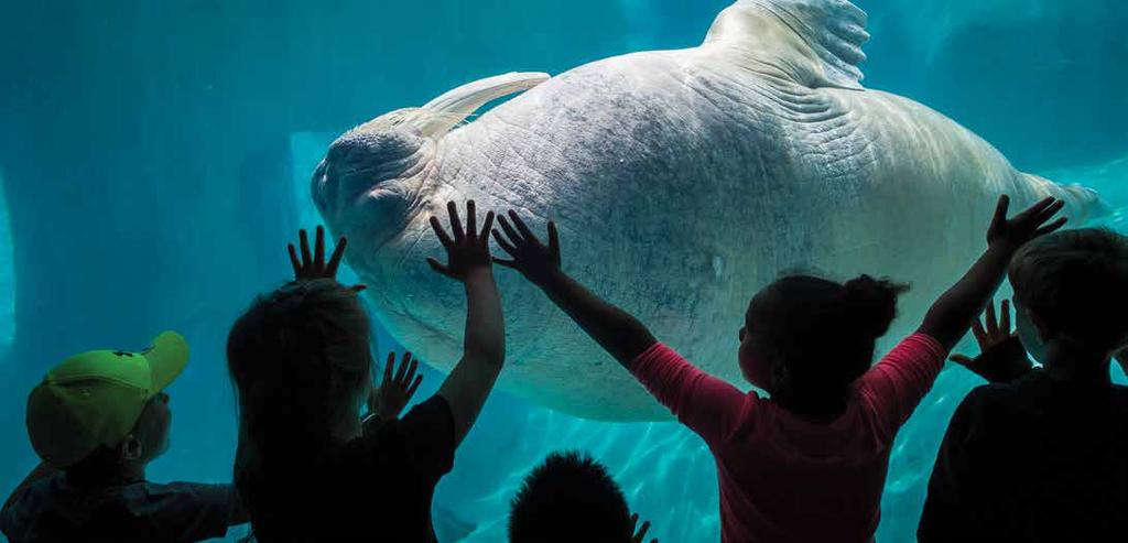 Did you know Point Defiance Zoo & Aquarium is one of only five accredited zoos and aquariums in the United States with Pacific walruses. February S M T W Th F S Looking for more to do?