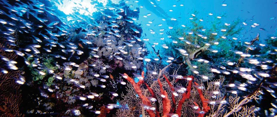 Abu Rimata Easily accessible from Hurghada or Sharm el-sheikh by a liveaboard or day boat, this site has aptly been named the Aquarium as it is rela vely shallow