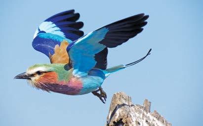 BIRD WATCHING Bird watching and photographic safaris are ideal from Chobe Savanna Lodge