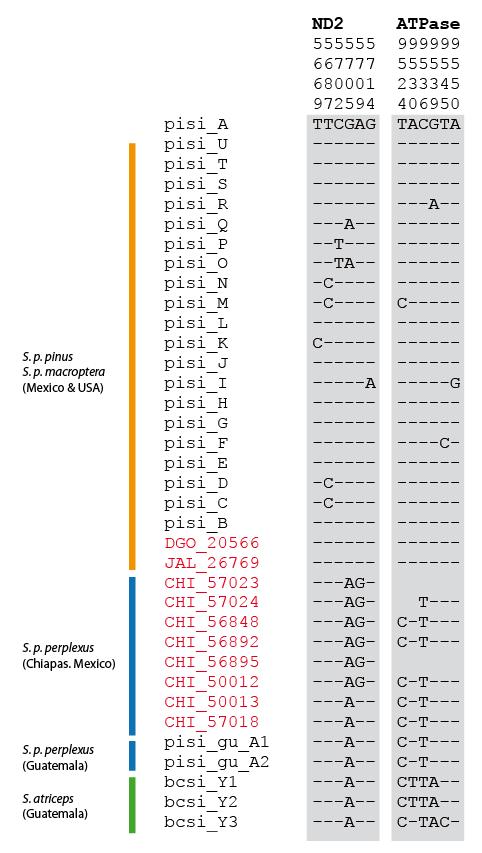Figure A4. Variable sites used to assign short sequences from 10 old museum specimens to major pine lineages.