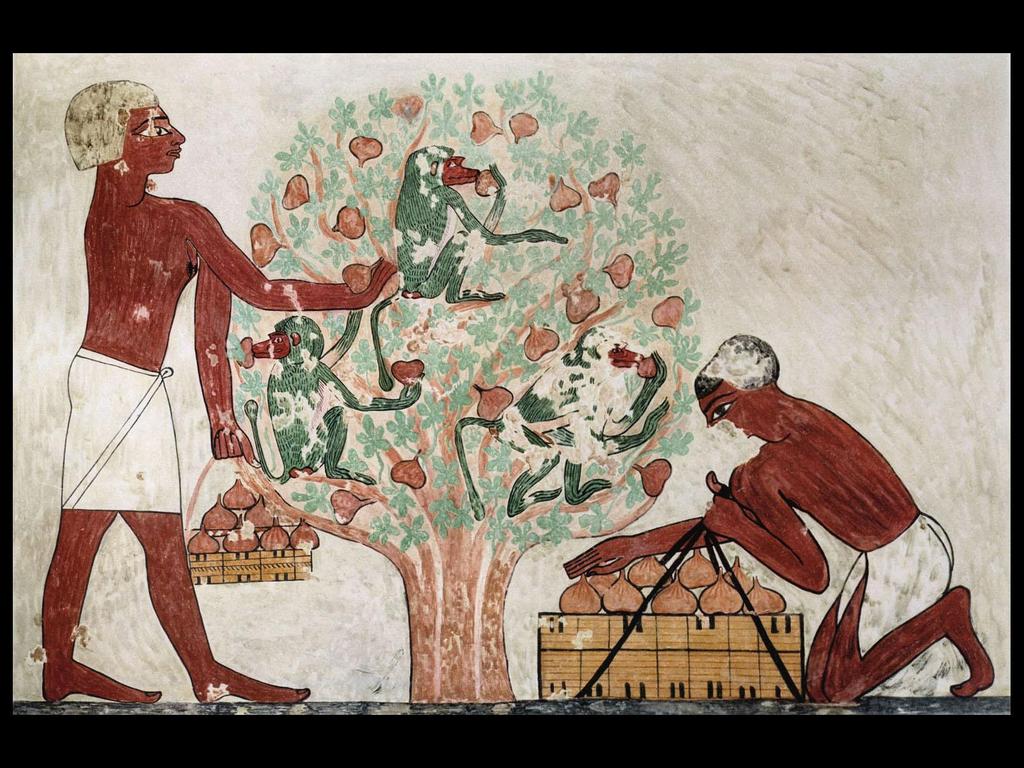 Picking Figs, Tomb of Khnumhotep,