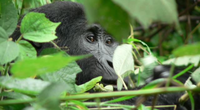 Deeper Uganda DAY BY DAY ITINERARY gorilla and chimpanzee safari with private guide info@deeperafrica.
