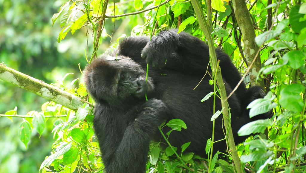 DAY 11 GORILLA FOREST CAMP BWINDI IMPENETRABLE FOREST Start your day with an introductory session at the Bwindi Park headquarters to learn about forest and gorilla trekking etiquette.