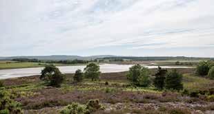 Arne RSPB reserve, near Wareham, is prime Dorset heathland and vies strongly with Durlston as an essential visit. Brownsea Island is the largest of 8 islands in Poole Harbour.
