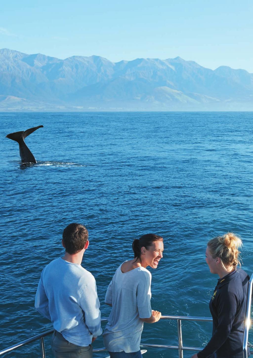 VISITOR TRAVEL SEASONS Kaikoura Indian holiday visitors favour summer and autumn with May being a popular month helping boost arrivals in the late autumn shoulder newzealand.
