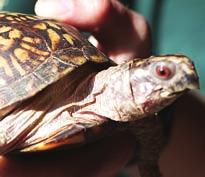 AUG 3Sa Glen Land Stewards Reptile Feeding Drop in to meet our corn snakes and watch Amos, our box turtle, devour a plate