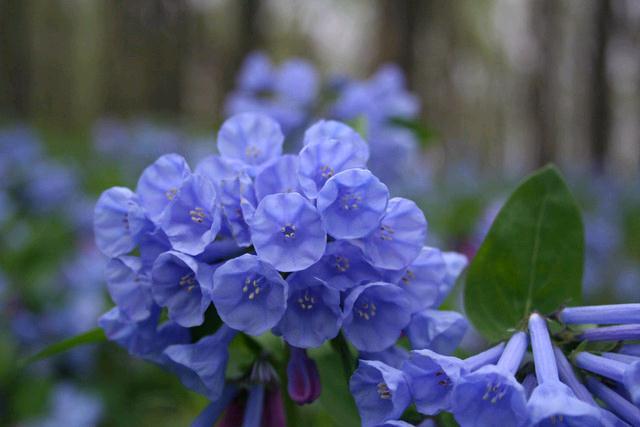 Virginia bluebells Spring
