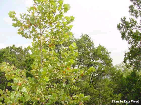 Hemlock Burr Oak