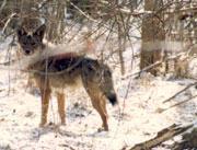 Ecological Relationships Predator-Prey The Coyote is the top predator