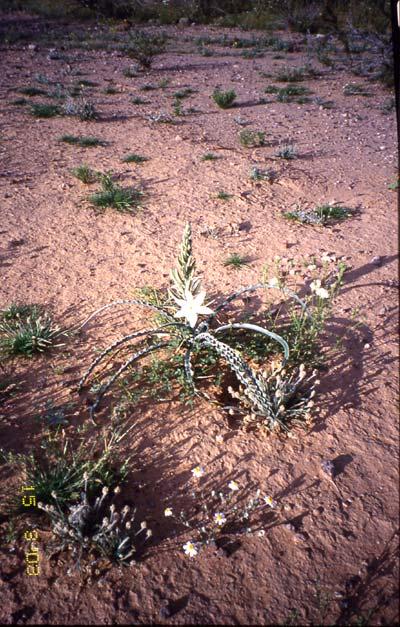 Historical Review: The Arizona BLM Wilderness Inventory (1978-82) The BLM s initial wilderness inventory was completed under the requirements of section 603 of the Federal Lands Policy and Management